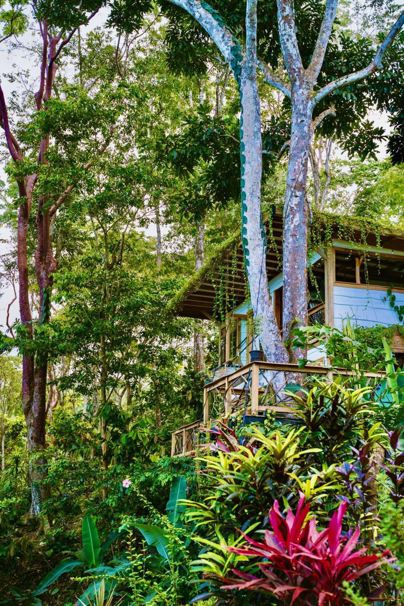 Jungle Spirit Treehouse Villa Cahuita Dış mekan fotoğraf
