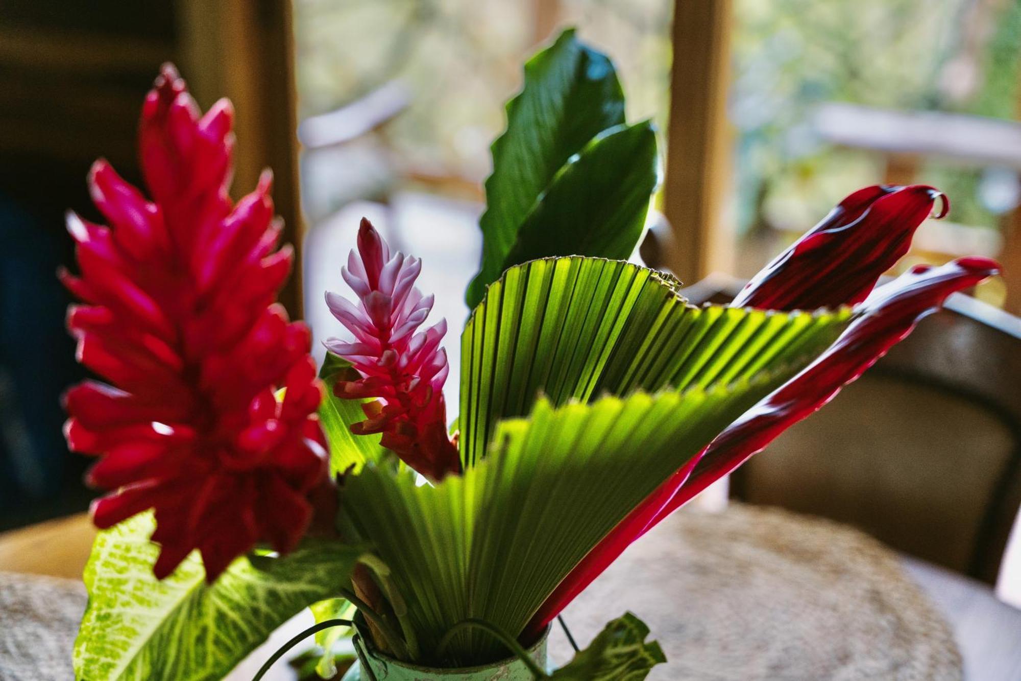 Jungle Spirit Treehouse Villa Cahuita Dış mekan fotoğraf