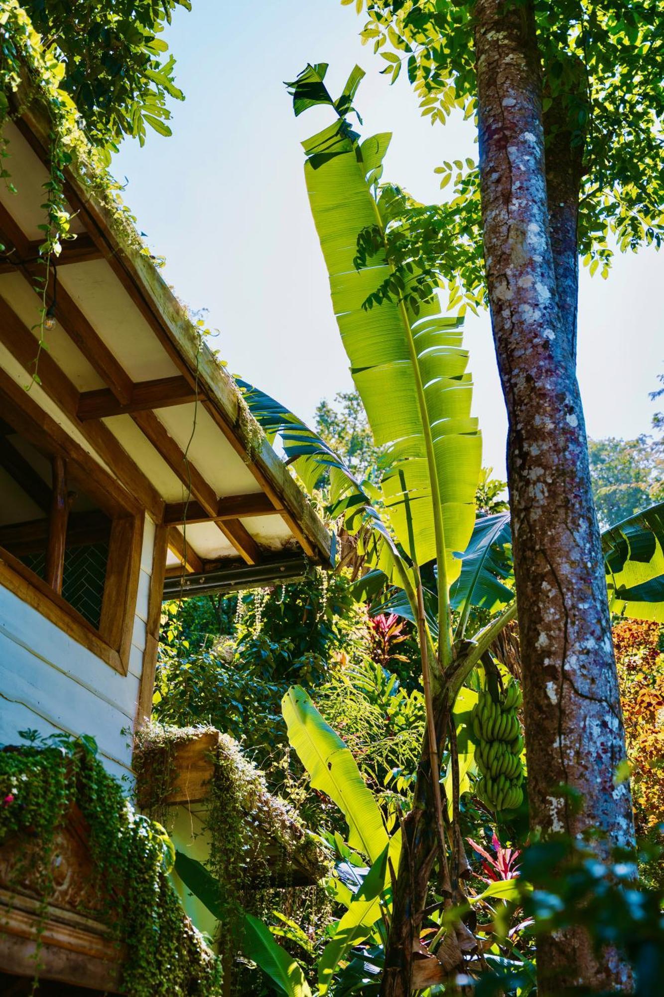 Jungle Spirit Treehouse Villa Cahuita Dış mekan fotoğraf