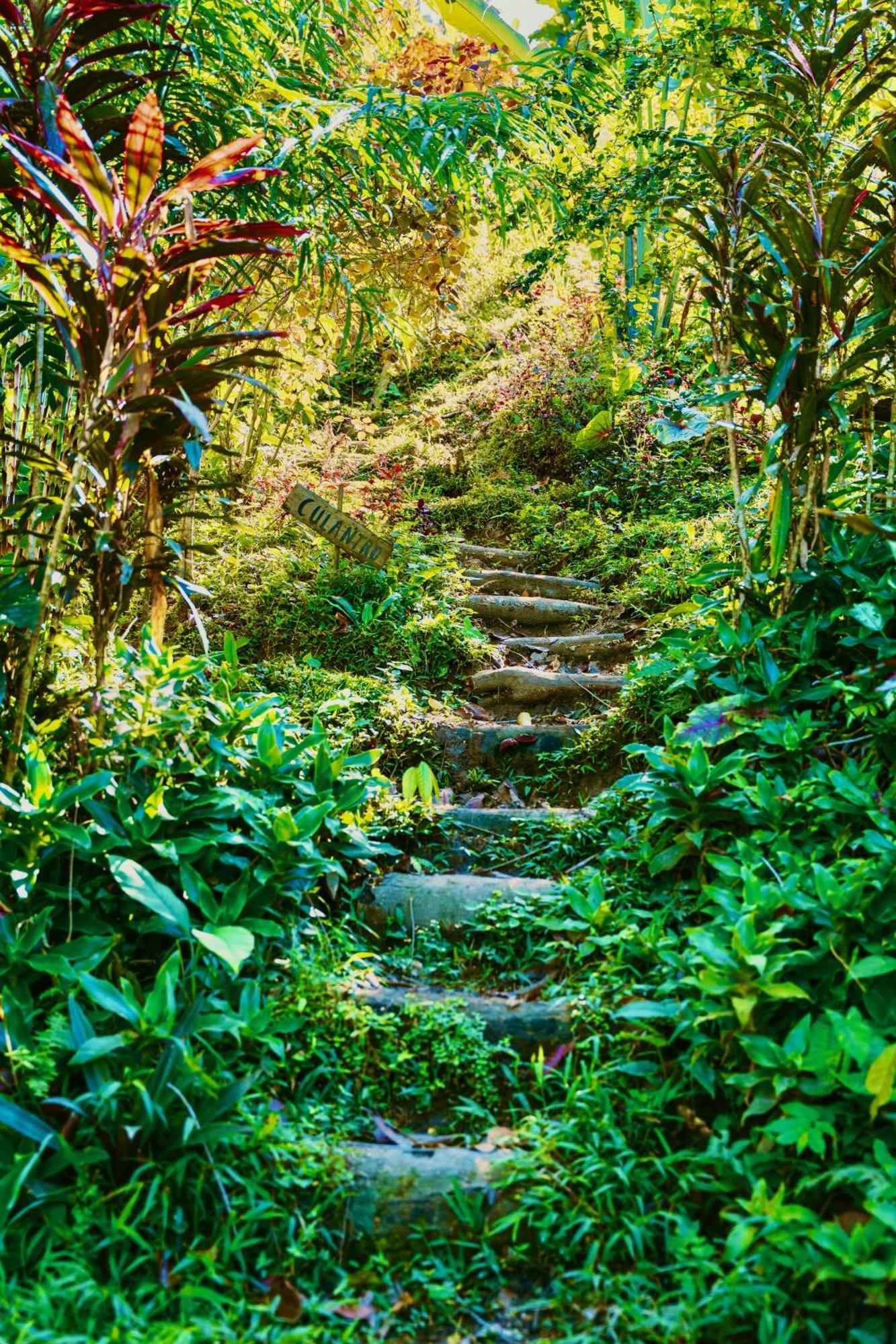 Jungle Spirit Treehouse Villa Cahuita Dış mekan fotoğraf