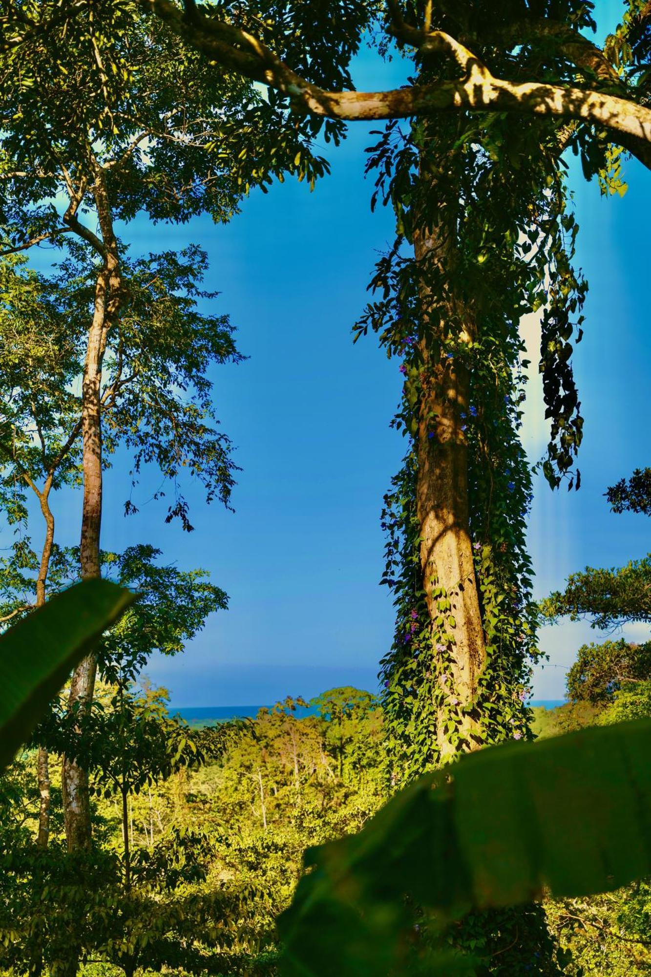 Jungle Spirit Treehouse Villa Cahuita Dış mekan fotoğraf