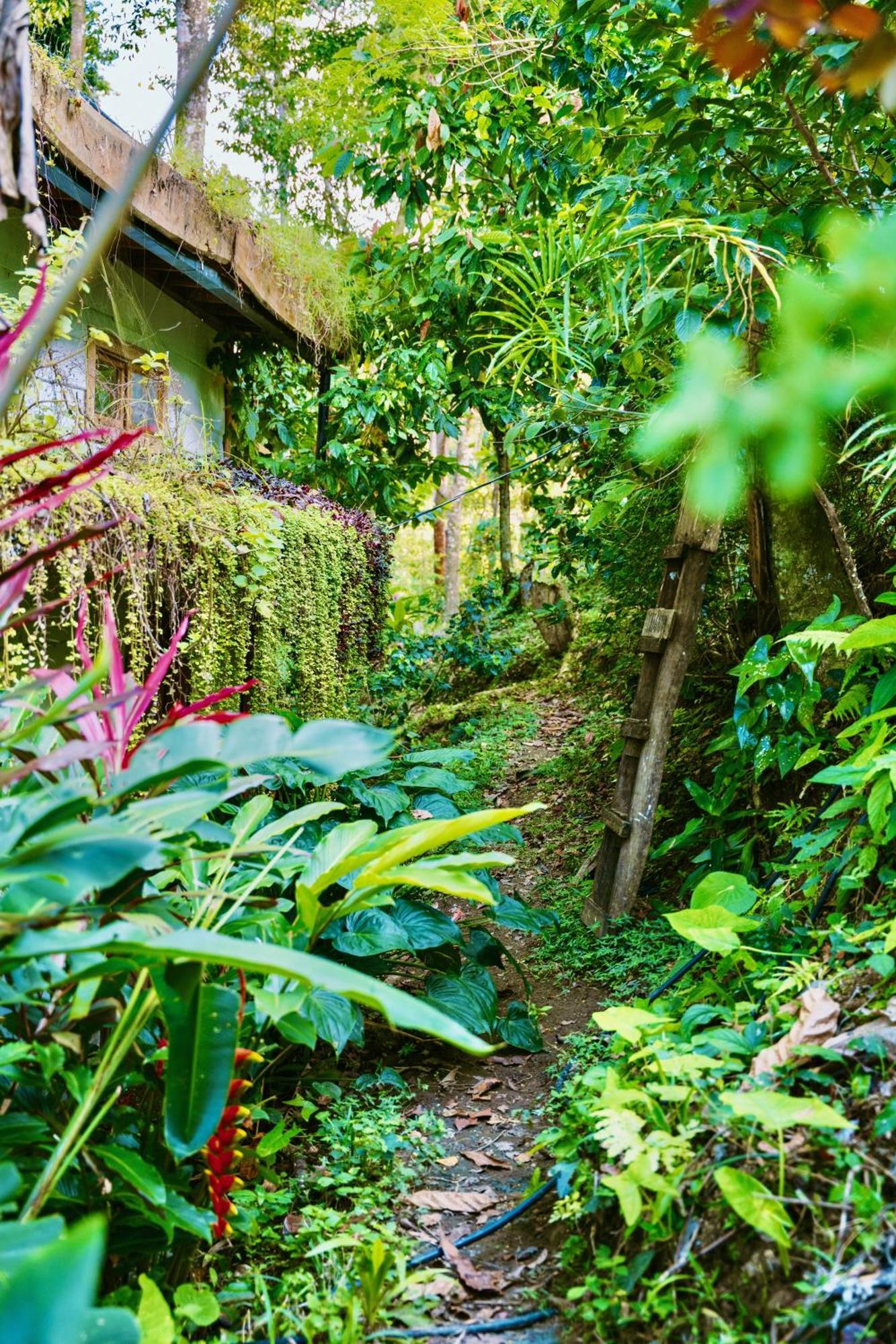 Jungle Spirit Treehouse Villa Cahuita Dış mekan fotoğraf