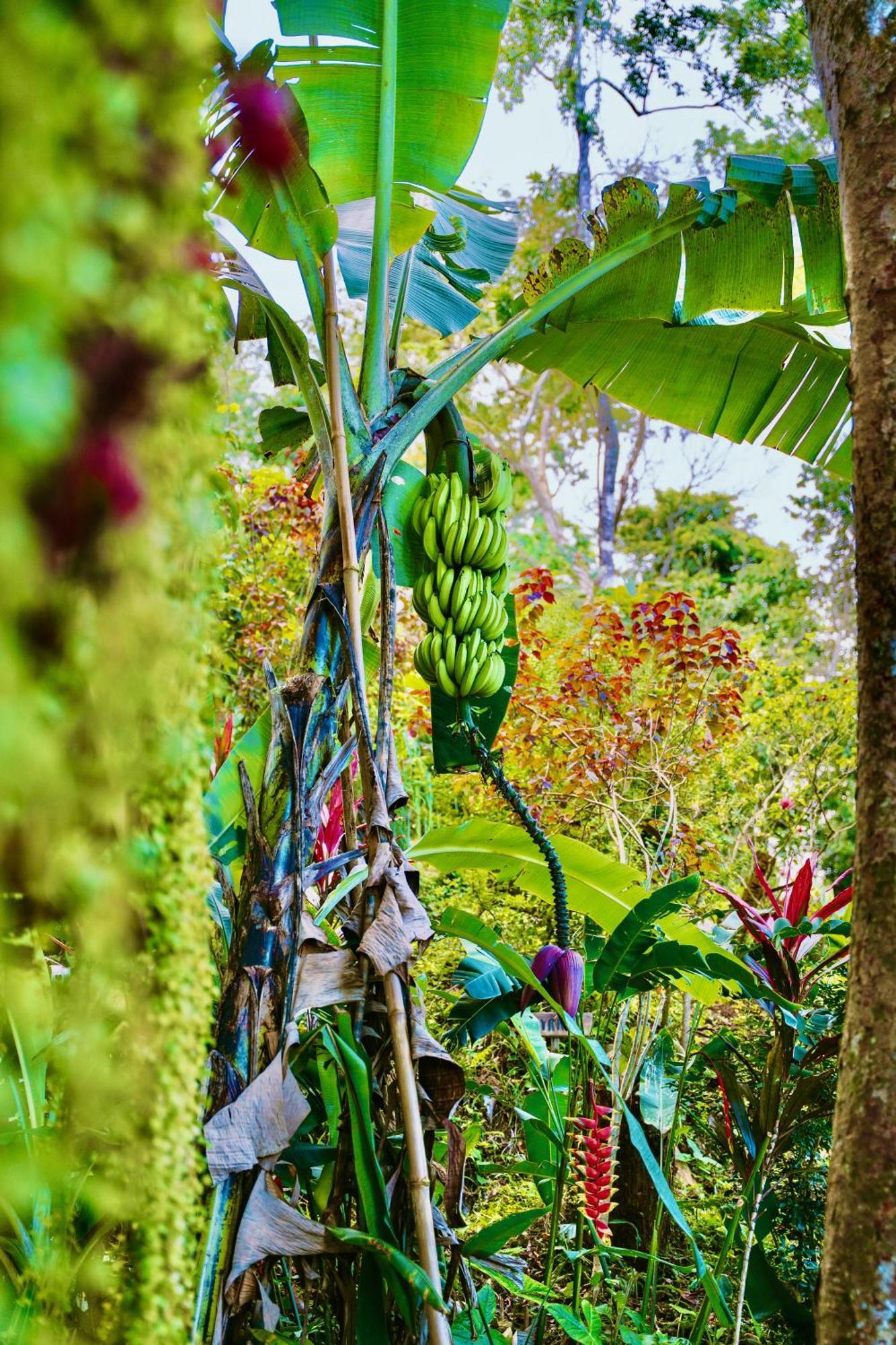 Jungle Spirit Treehouse Villa Cahuita Dış mekan fotoğraf