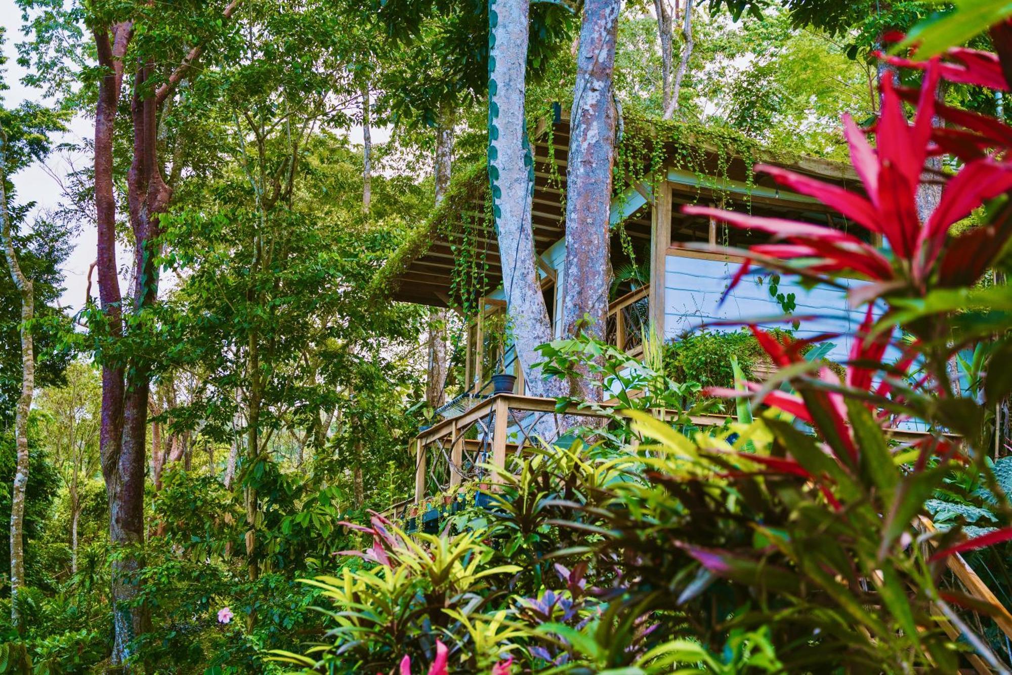 Jungle Spirit Treehouse Villa Cahuita Dış mekan fotoğraf